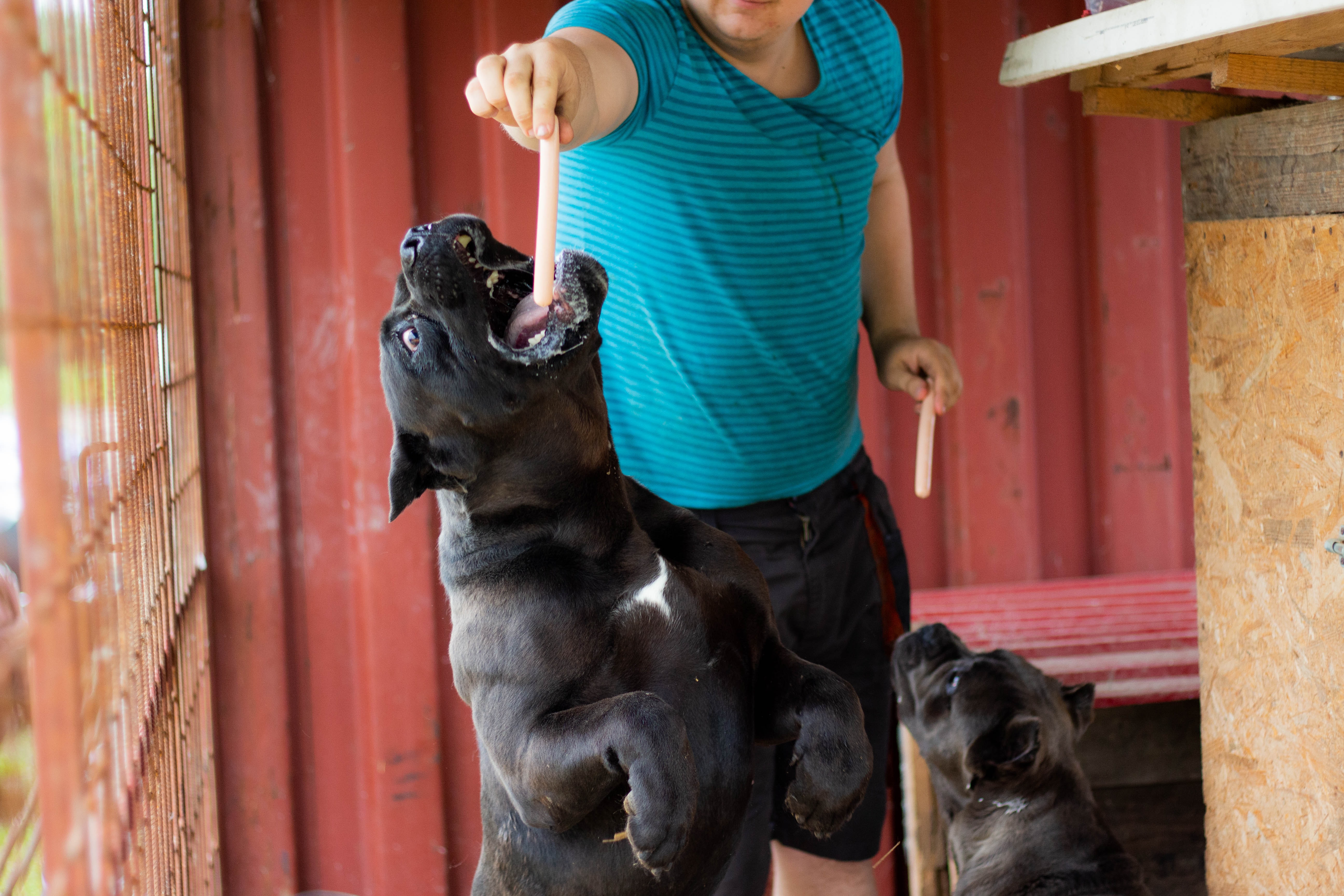 Comparing Cane Corso vs. Pitbull What You Need to Know